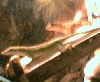 my lizards (sorry no better title im 14)