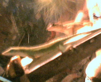 my lizards (sorry no better title im 14)