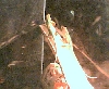 my lizards again