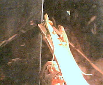 my lizards again