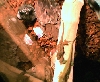 my lizards again,again