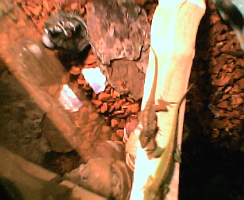 my lizards again,again