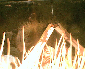 lizards by lizard ryan