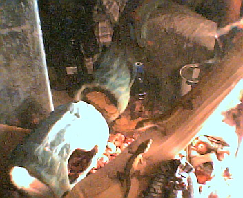 lizard-ryan presents!!!...  :( more pictures