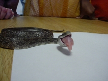 rat?