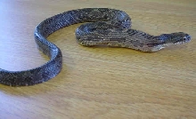 juvenille pattern BRS