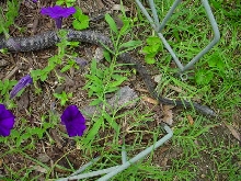 flowerbed 33"