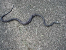 sidewalk 33"