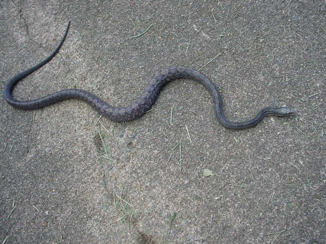 sidewalk 33"