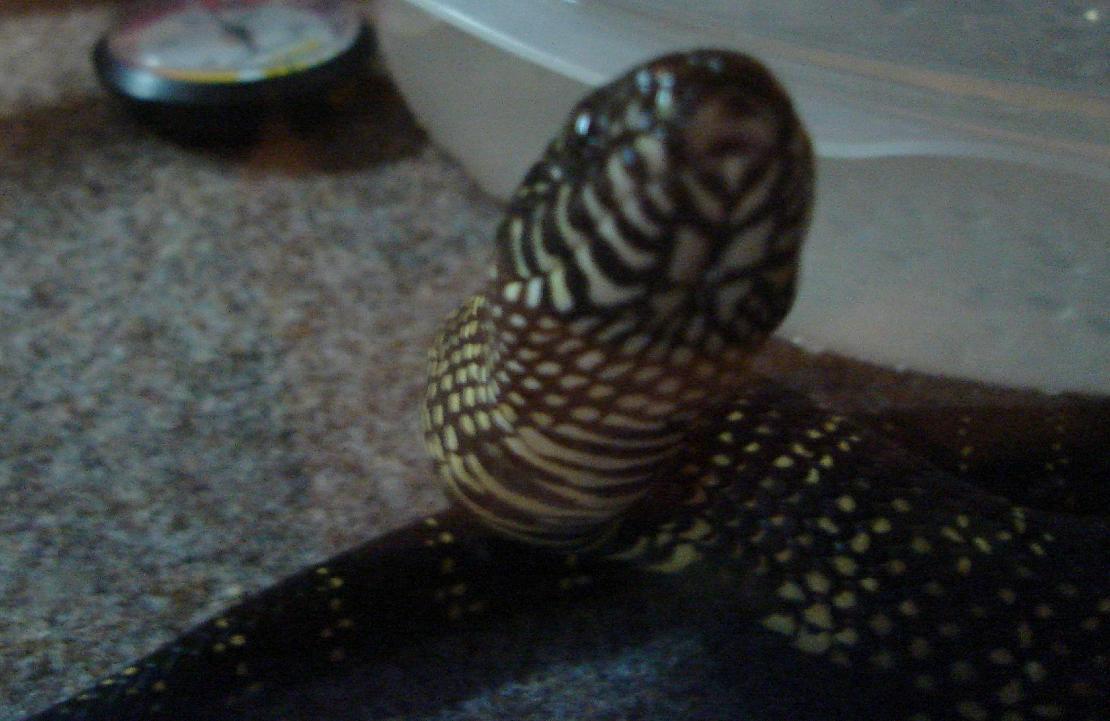 Eastern Chain King close up face