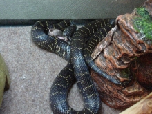 Eastern Chain King eating 1