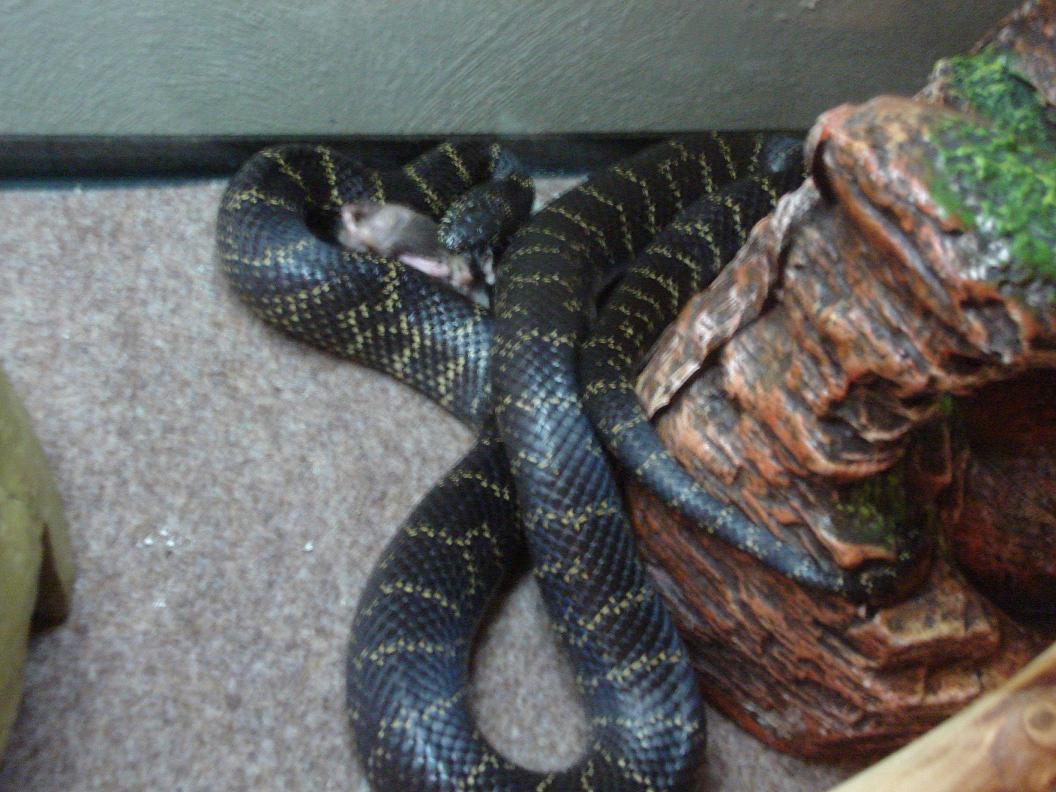 Eastern Chain King eating 1