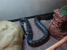 Eastern Chain King eating2