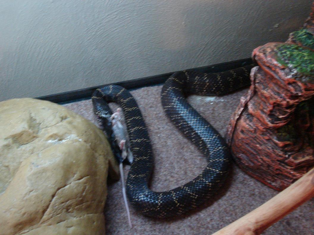 Eastern Chain King eating2