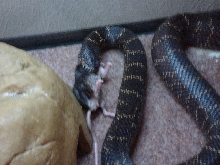 Eastern Chain King eating3