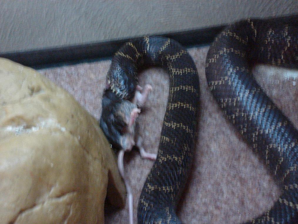 Eastern Chain King eating3