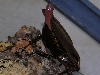 roach pic 2