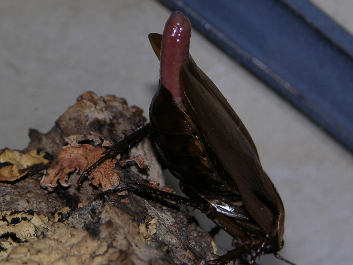roach pic 2