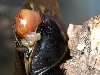 roach pic 1