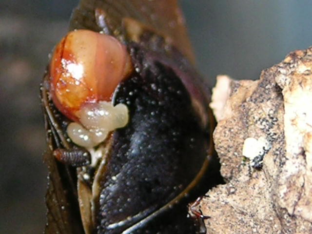 roach pic 1