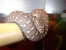 Bredli NZ 05