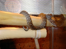 Bredli NZ 05