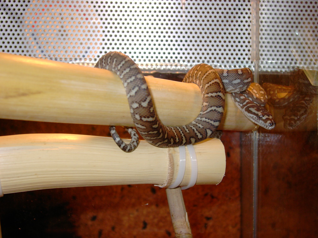 Bredli NZ 05