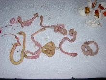 Dead Sorong Babys