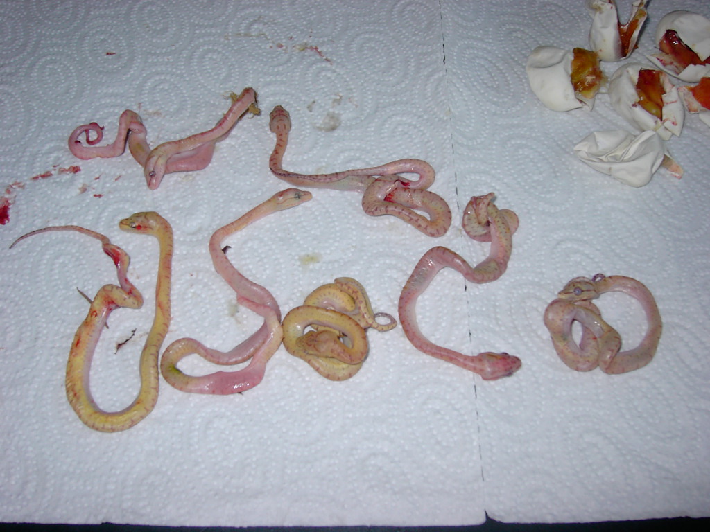 Dead Sorong Babys
