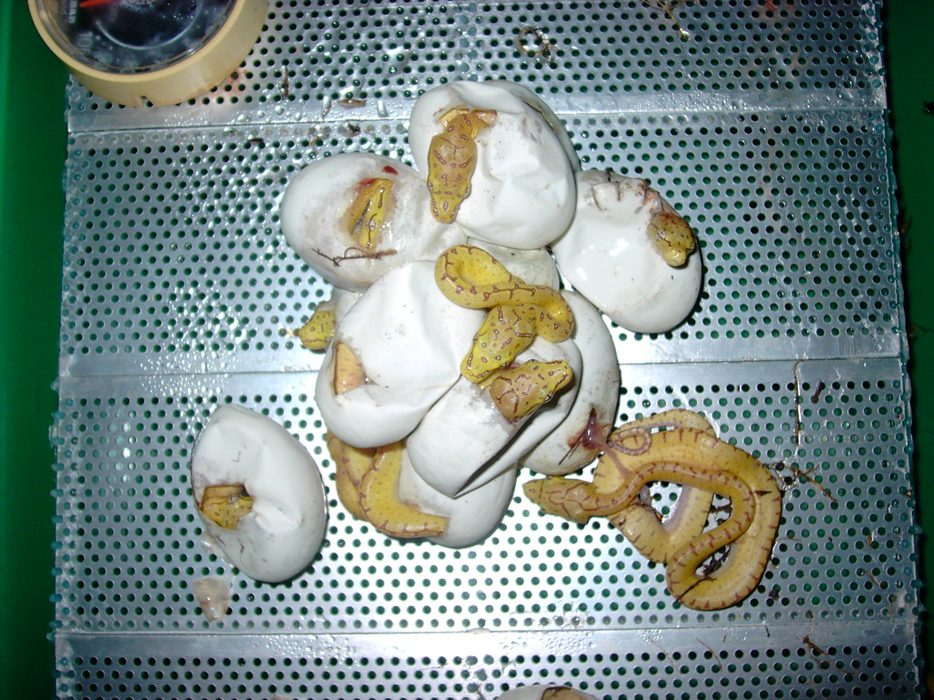 Baby Sorong NZ 7.9.05