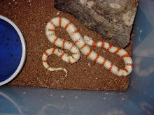 RTC Albino Mex.Mexicana 0.1 NZ 05