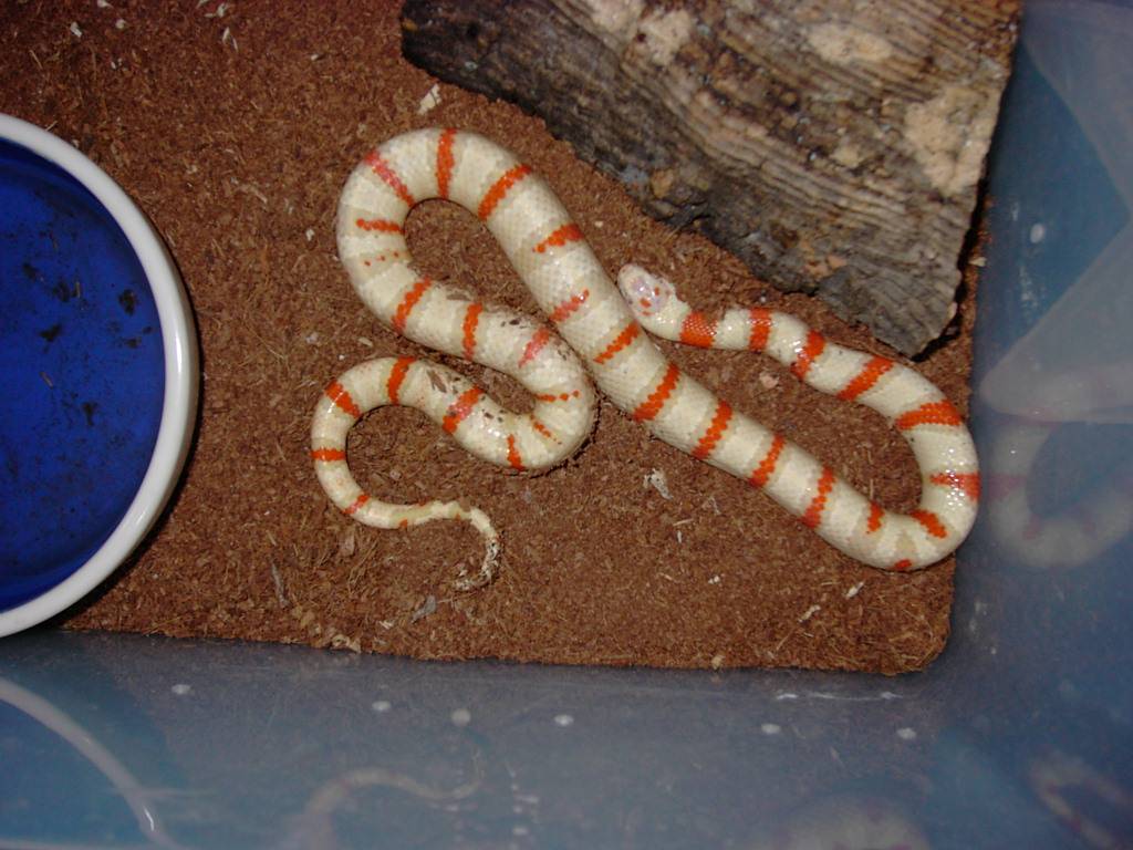 RTC Albino Mex.Mexicana 0.1 NZ 05