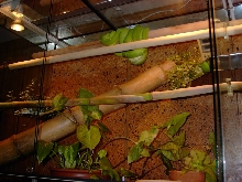 Terry Morelia Viridis