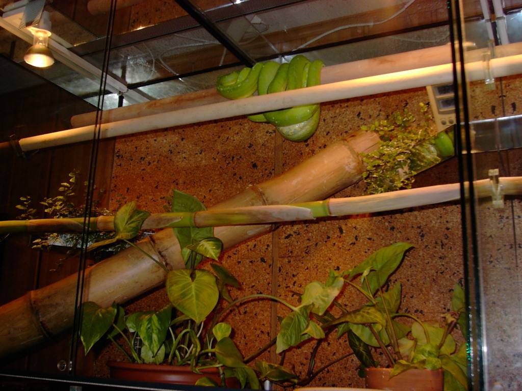 Terry Morelia Viridis