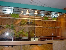 Morelia Viridis