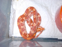 Blood Albino Motley