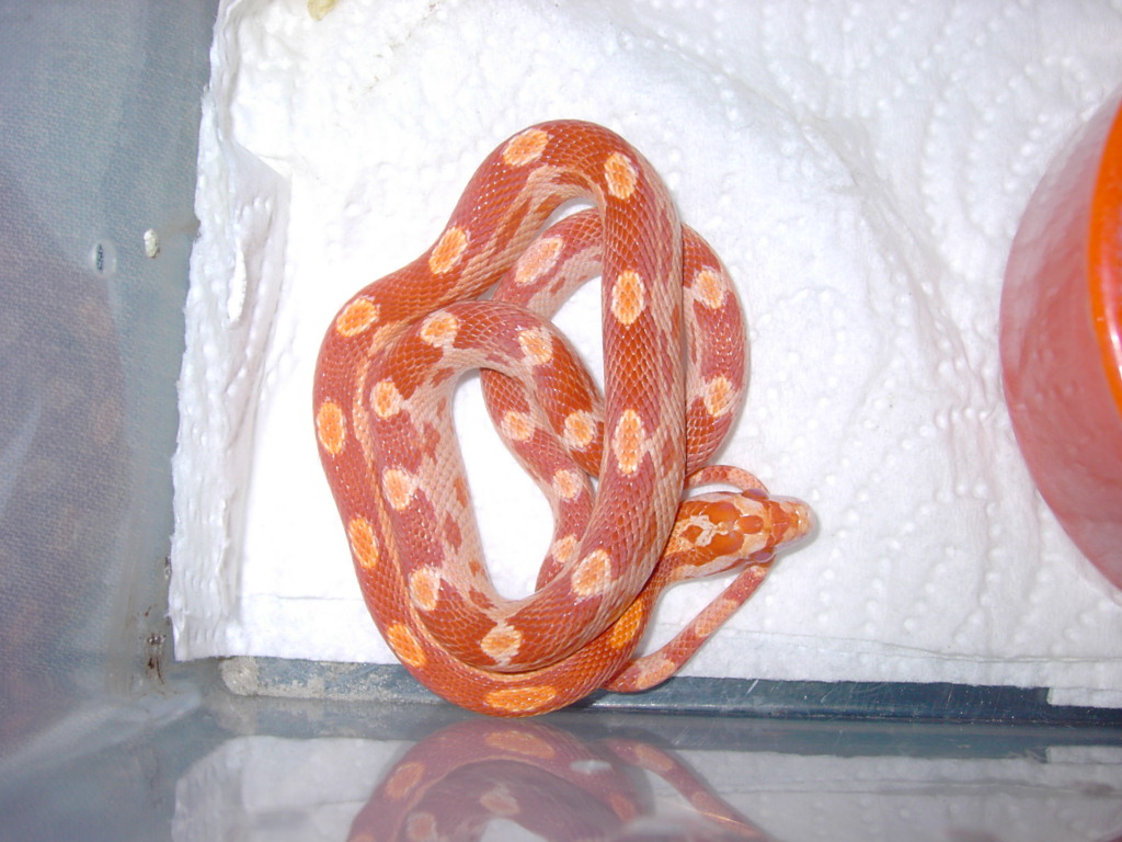 Blood Albino Motley