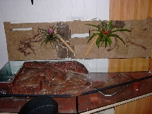 My New Terrarium for my Palpebrosus
