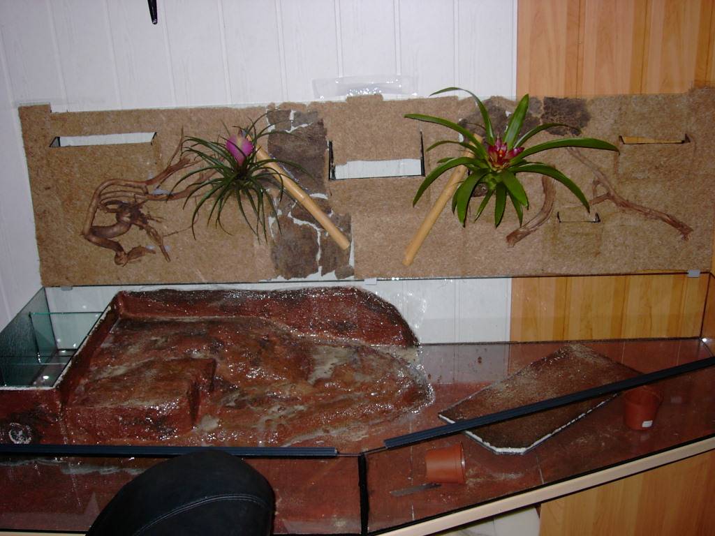 My New Terrarium for my Palpebrosus