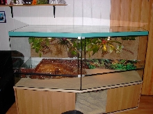 Paleosuchus Terrarium