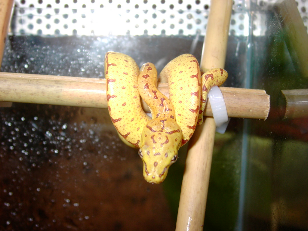 Sorong Nr10 for Sale