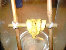 Sorong Nr2 for Sale