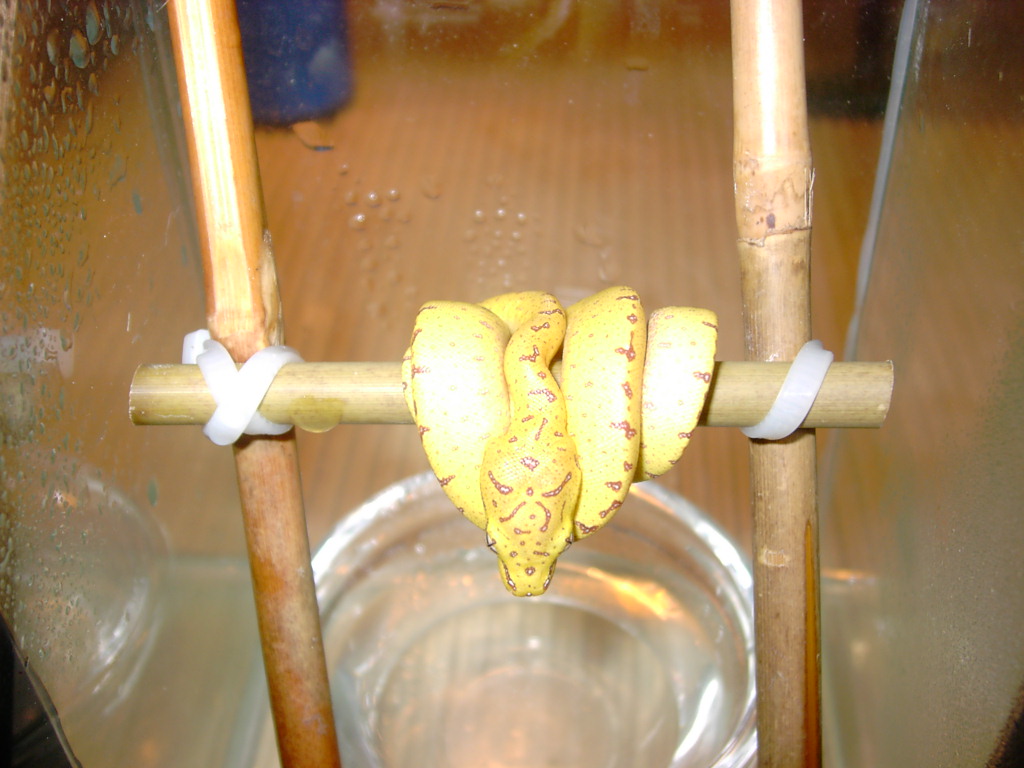 Sorong Nr2 for Sale