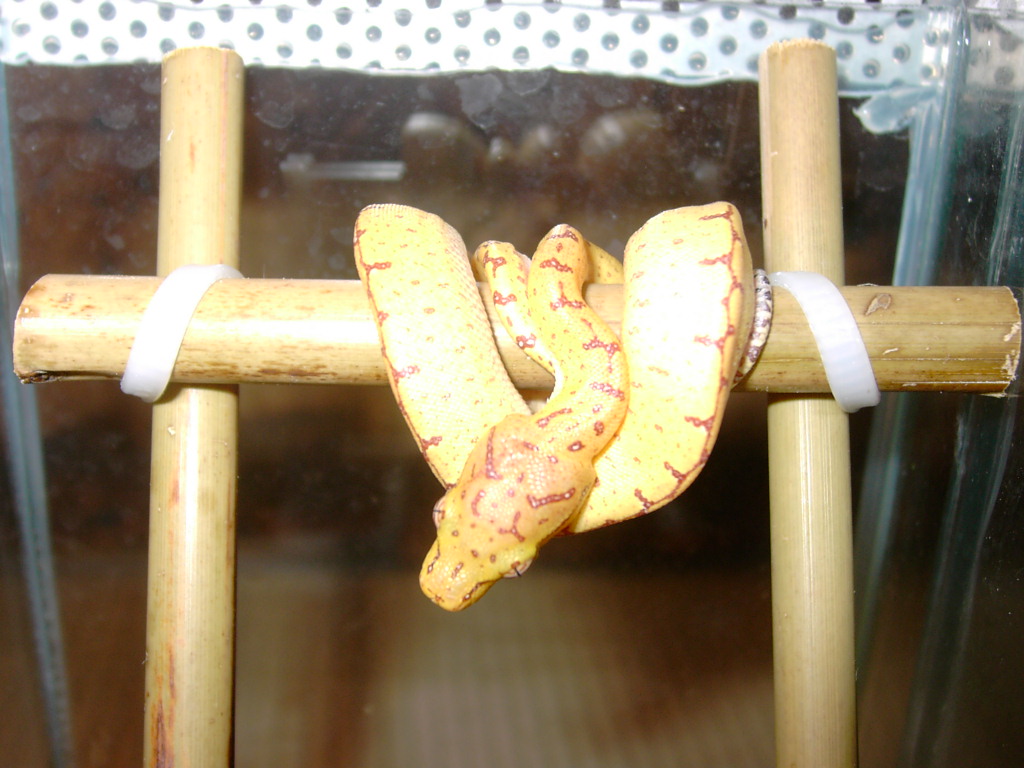 Sorong Nr7 for Sale