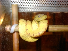 Sorong Nr9 for Sale
