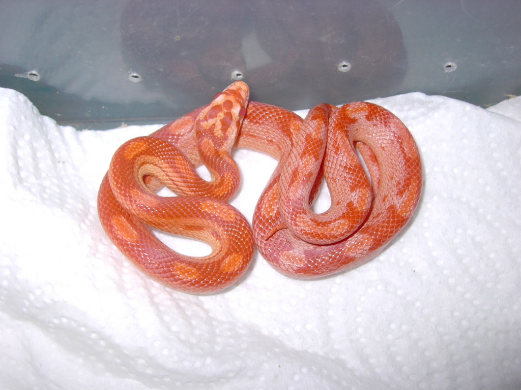 Sunglow Cube Motley Stripe