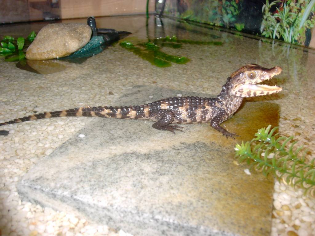 My Paleosuchus NZ04