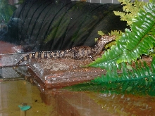 Dwarf Caiman in the new Terrarium