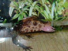Paleosuchus and his Snack