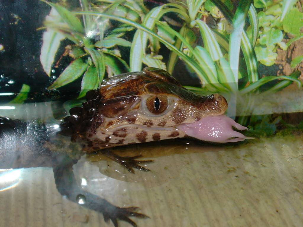 Paleosuchus and his Snack